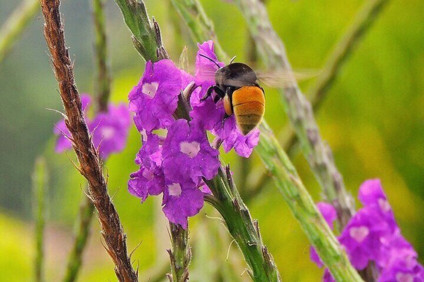 Private Honey and Bees BiciTour in Boquete