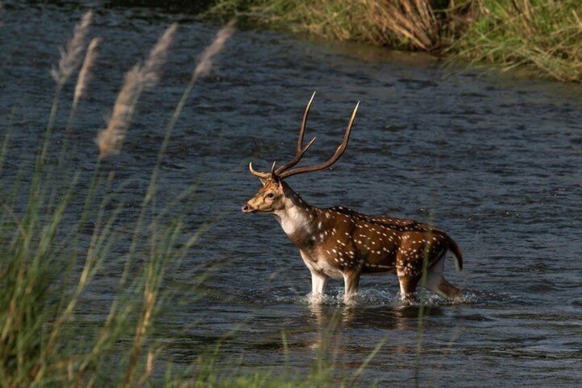 Spotted deer at Chitwan