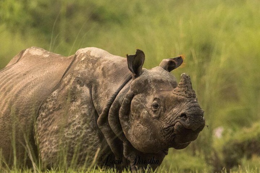 Rhinoceros at chitwan national park