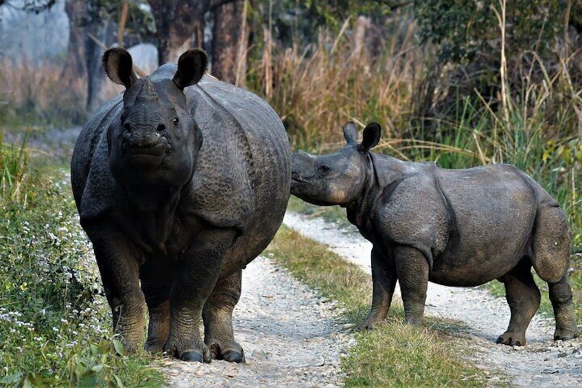 Mother and calf Rhino 