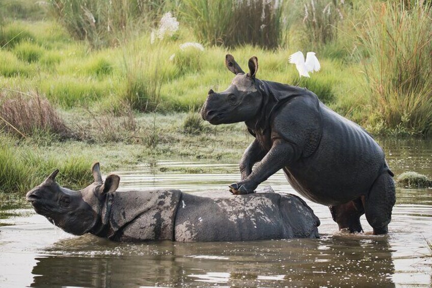 Chitwan Tour Packages