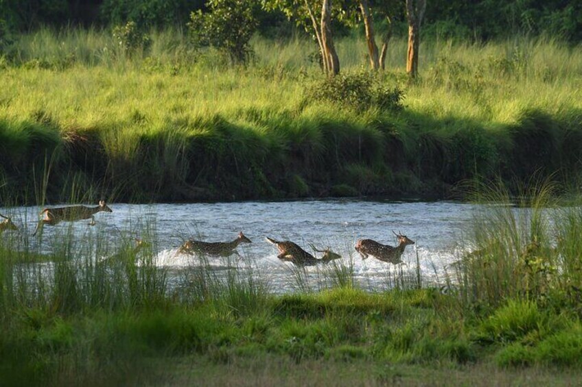 spotted deer crossing river 