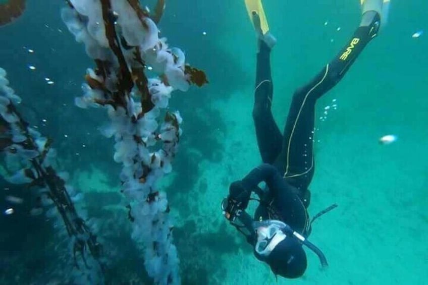Snorkel Tour at Magic Island