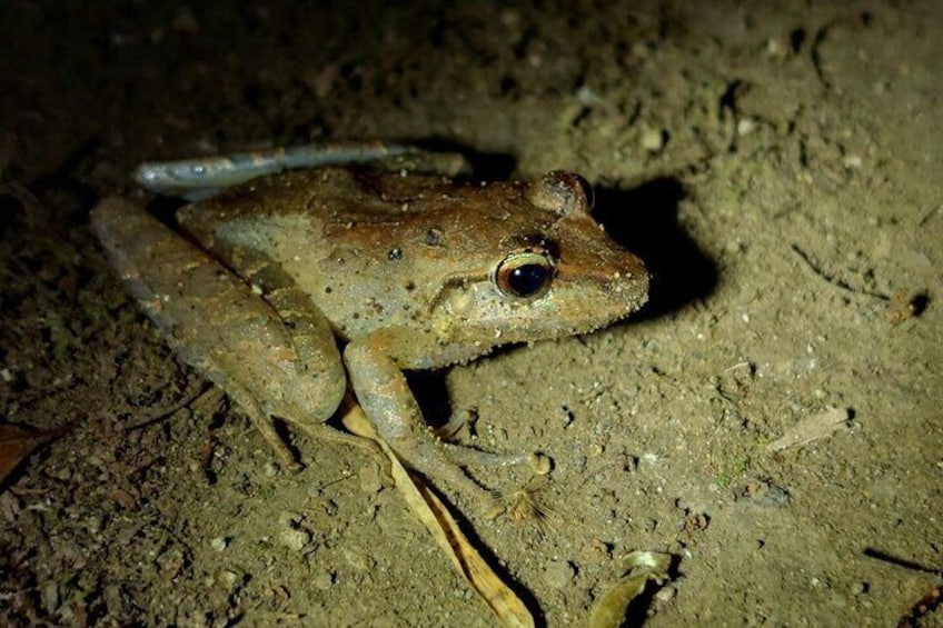 Rain frog Night walks Monteverde