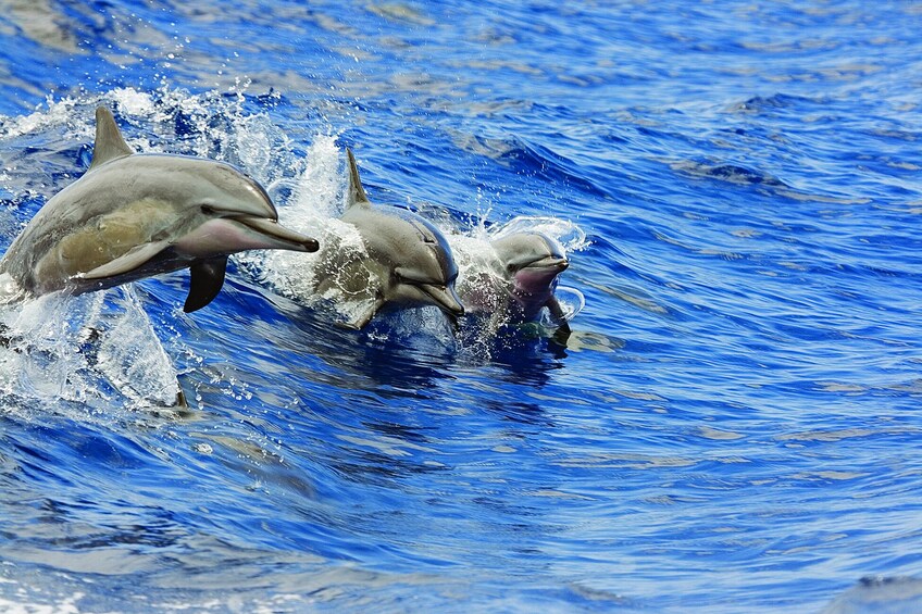 3 hour Maalaea Luxury Snorkel Cruise (limited to 6 guests) 