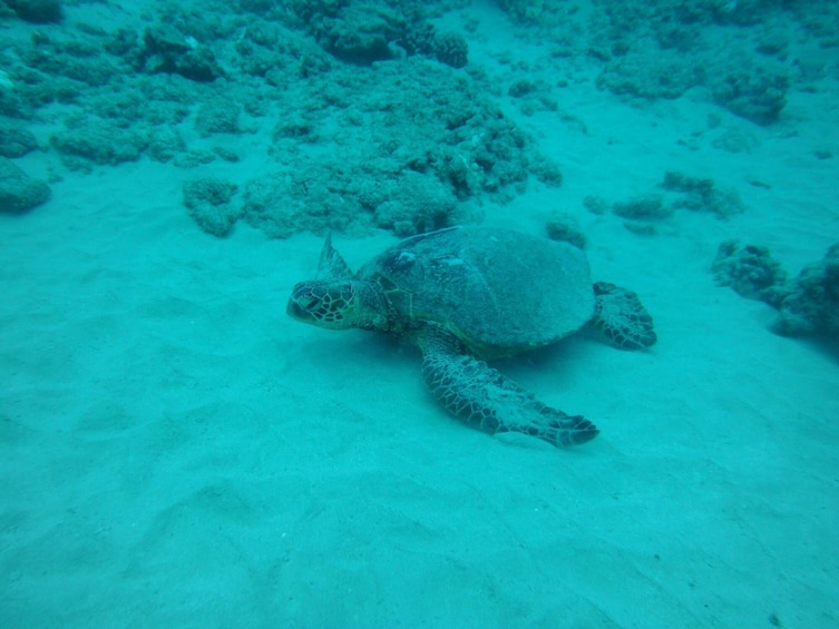 3 hour Maalaea Luxury Snorkel Cruise (limited to 6 guests) 