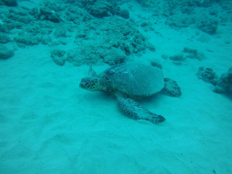 3 hour Maalaea Luxury Snorkel Cruise (limited to 6 guests)
