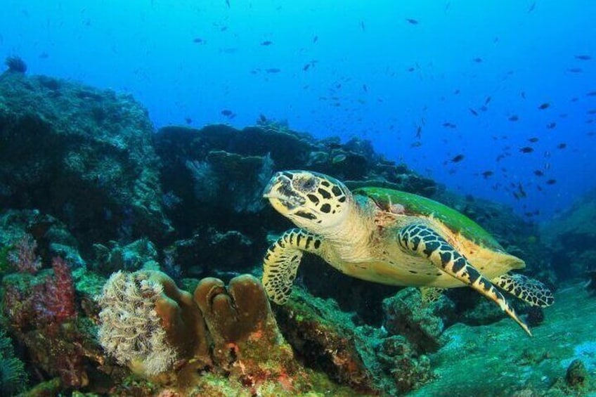 Playa Venao: Island Snorkeling Tour