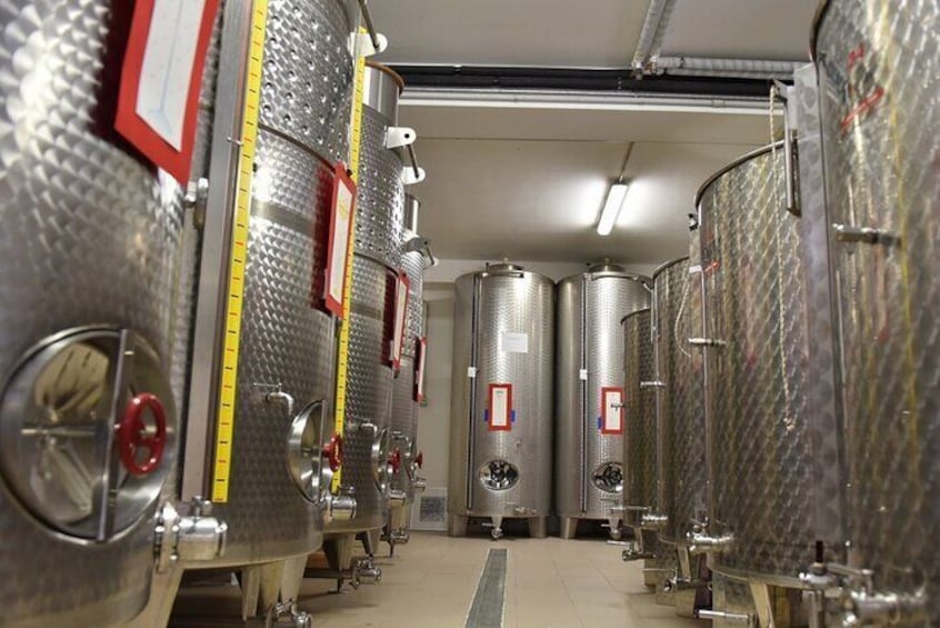 Wine Tasting and Guided Visit to the Vineyard and Cellar in S. Maria Imbaro