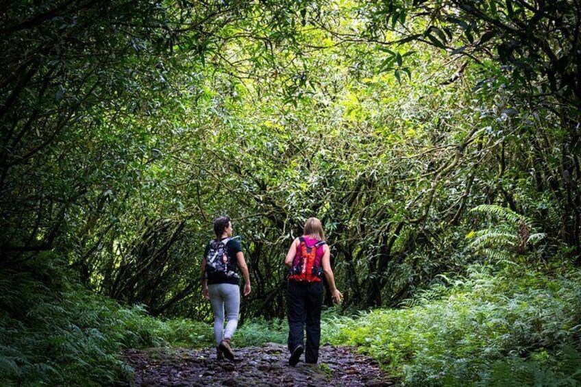 Hike: Bélouve Rainforest and Trou de Fer