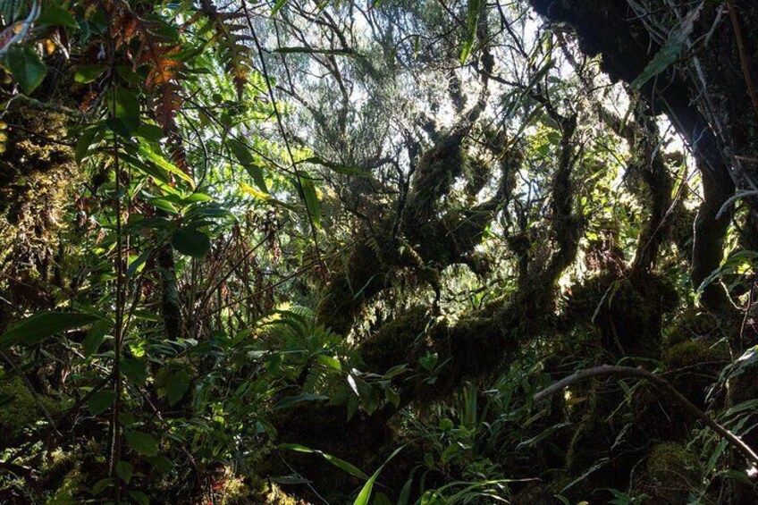 Hike: Bélouve Rainforest and Trou de Fer