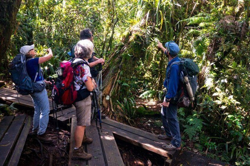 Hike: Bélouve Rainforest and Trou de Fer