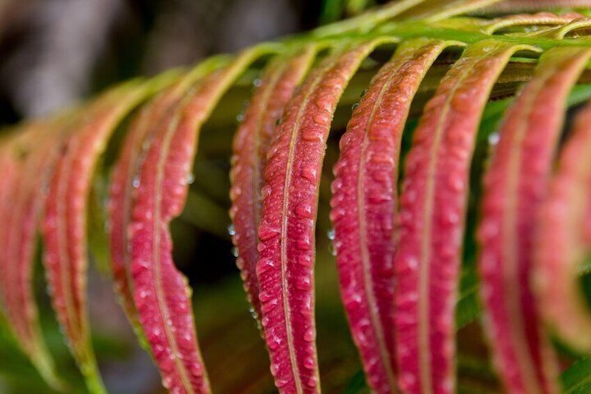 Hike: Bélouve Rainforest and Trou de Fer