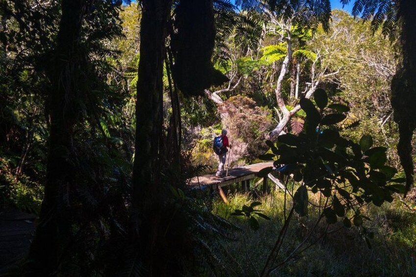 Hike: Bélouve Rainforest and Trou de Fer