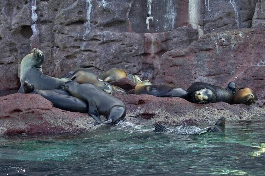 Sea Lions at Los Islotes