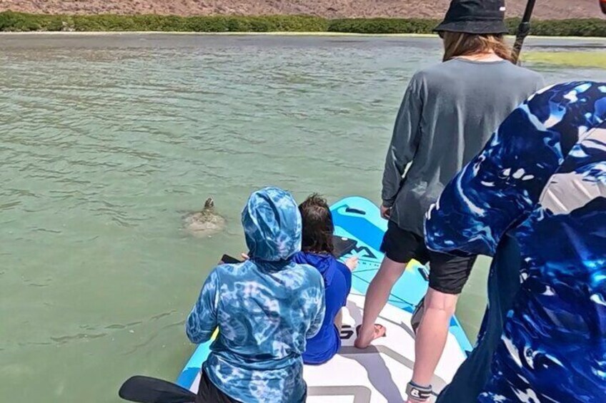 Sea turtle_Mega Paddleboard_Espiritu Santo