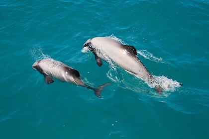 Akaroa: crucero por la naturaleza con delfines