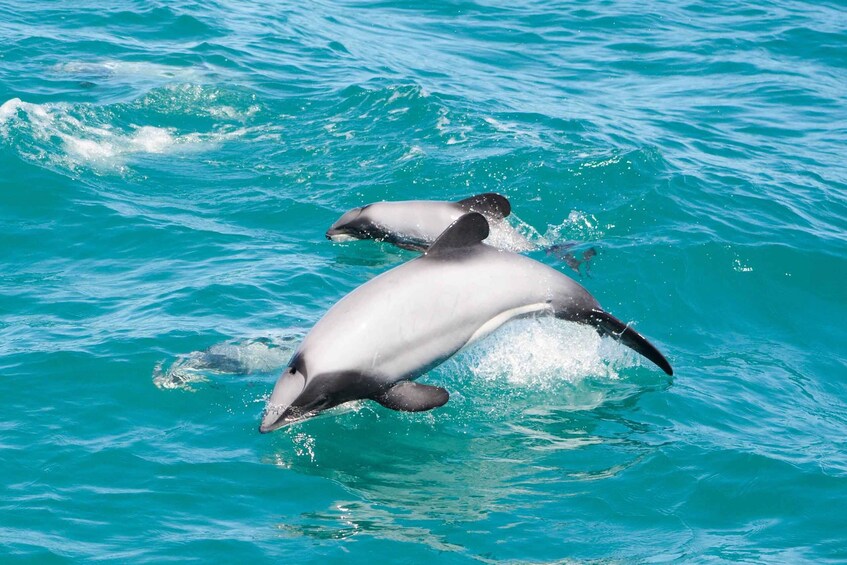 Picture 17 for Activity Akaroa: Dolphin Nature Cruise