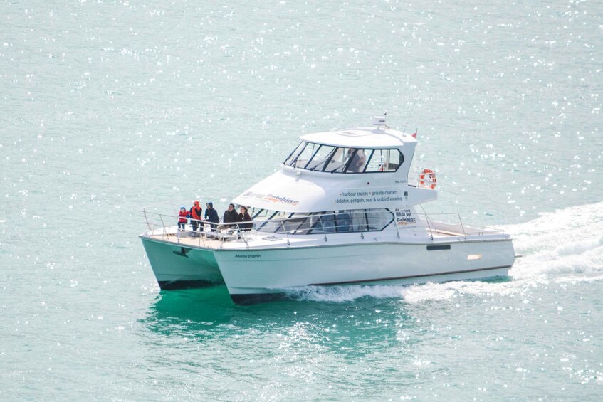 Picture 1 for Activity Akaroa: Dolphin Nature Cruise