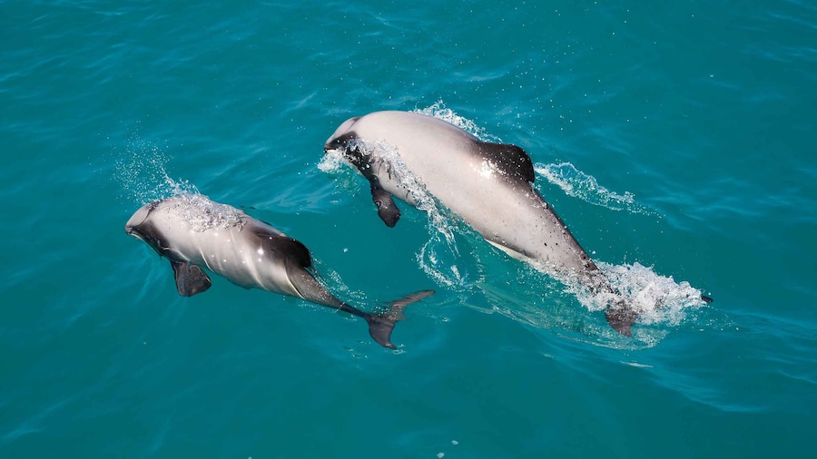 Akaroa: Dolphin Nature Cruise