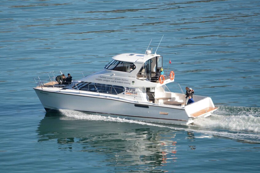 Picture 18 for Activity Akaroa: Dolphin Nature Cruise