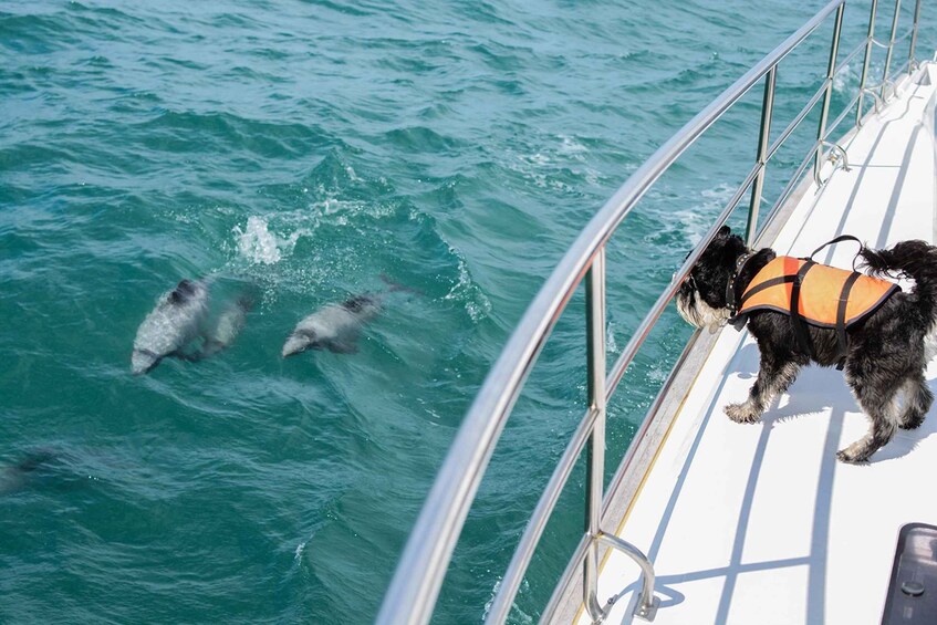 Picture 2 for Activity Akaroa: Dolphin Nature Cruise