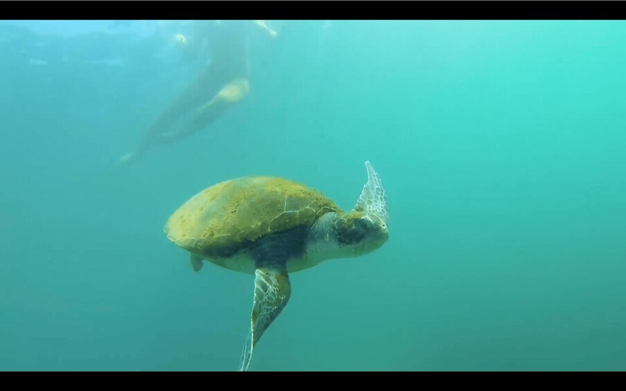 Picture 2 for Activity La Jolla: 2.5-Hour Kayak and Snorkel Tour