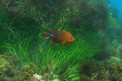 La Jolla: 2.5-Hour Kayak and Snorkel Tour