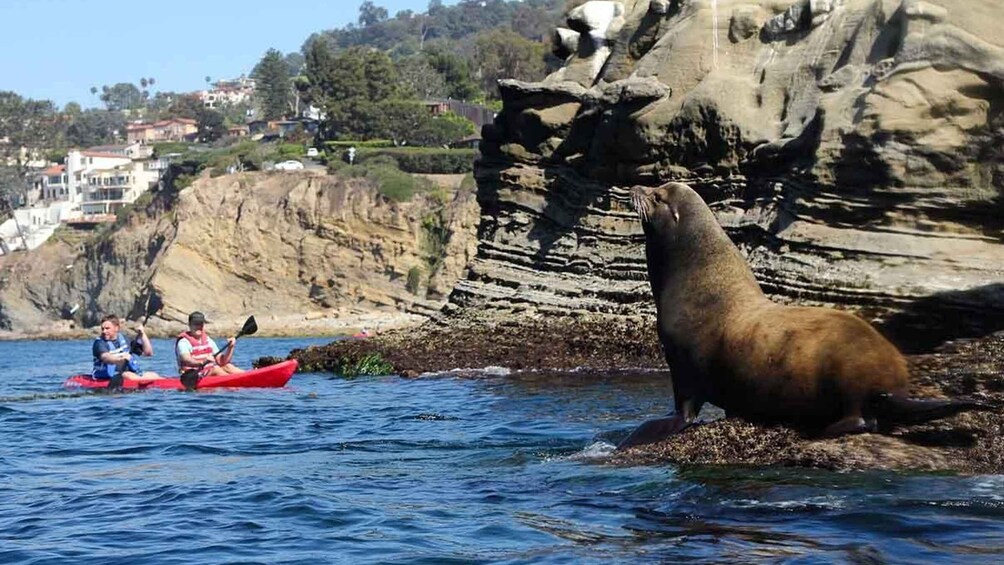 Picture 9 for Activity La Jolla: 2.5-Hour Kayak and Snorkel Tour