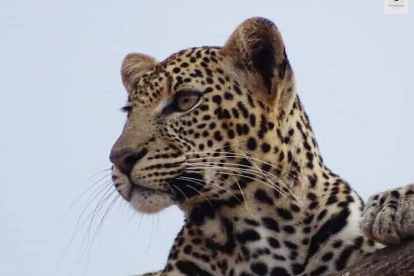 3 Days Private Safari Tour in Tsavo East Taita Hills