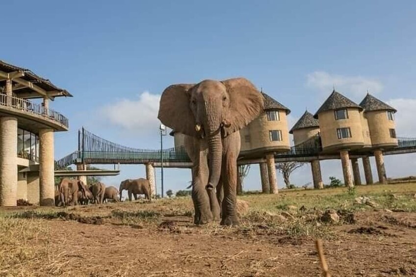 3 Days Private Safari Tour in Tsavo East Taita Hills