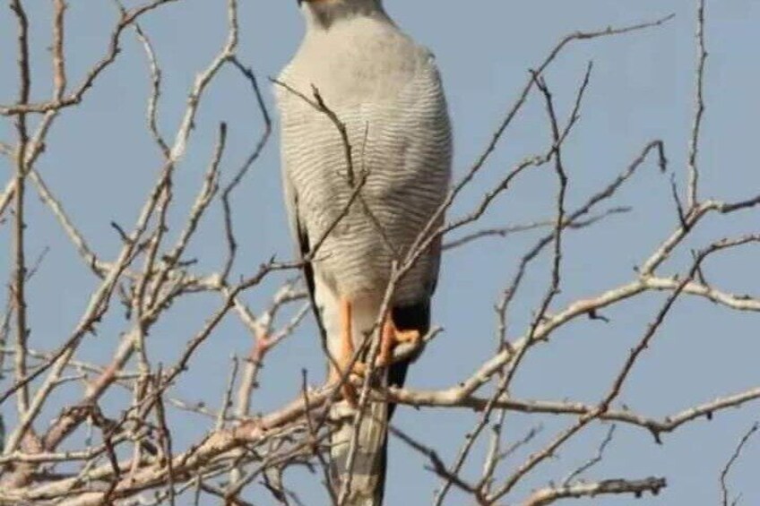 3 Days Private Safari Tour in Tsavo East Taita Hills