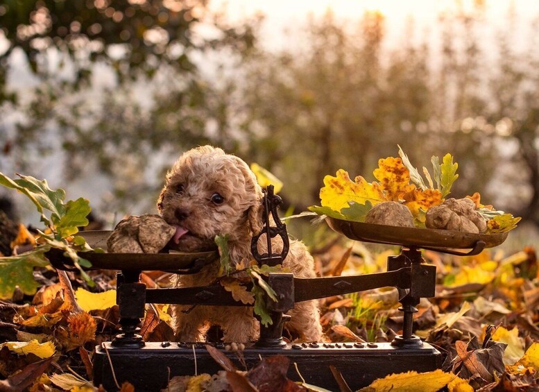 Picture 6 for Activity Langhe: Truffle Hunting Tour at Sunset