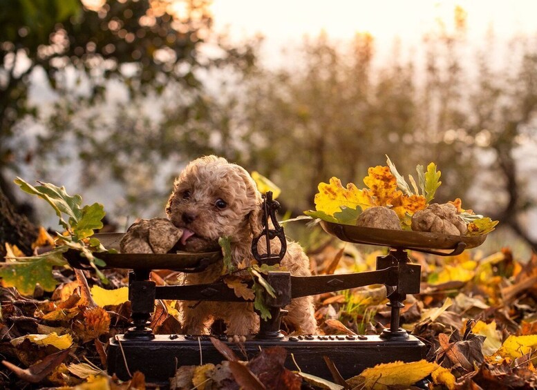 Picture 6 for Activity Langhe: Truffle Hunting Tour at Sunset