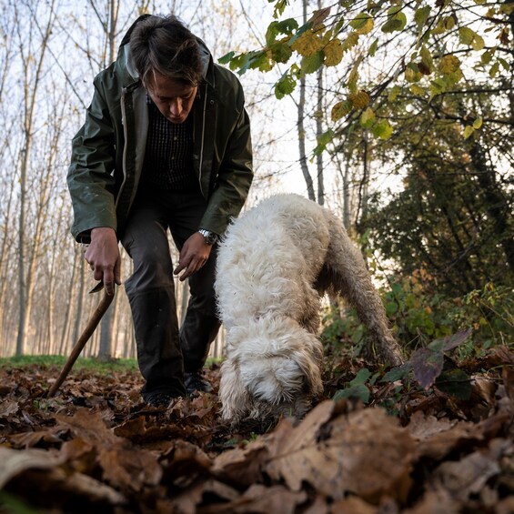 Picture 5 for Activity Langhe: Truffle Hunting Tour at Sunset