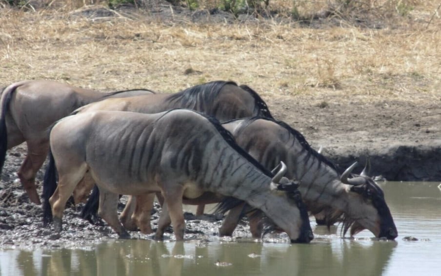 Picture 1 for Activity Dar Es Salaam: Overnight Safari at Mikumi National Park