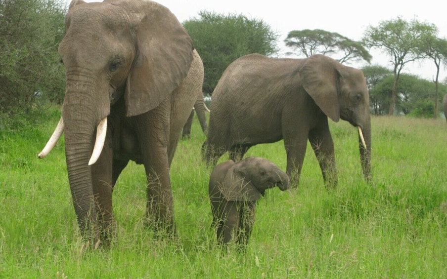 Dar Es Salaam: Overnight Safari at Mikumi National Park