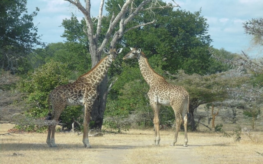 Picture 2 for Activity Dar Es Salaam: Overnight Safari at Mikumi National Park