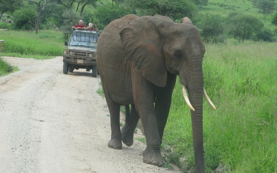 Picture 3 for Activity Dar Es Salaam: Overnight Safari at Mikumi National Park