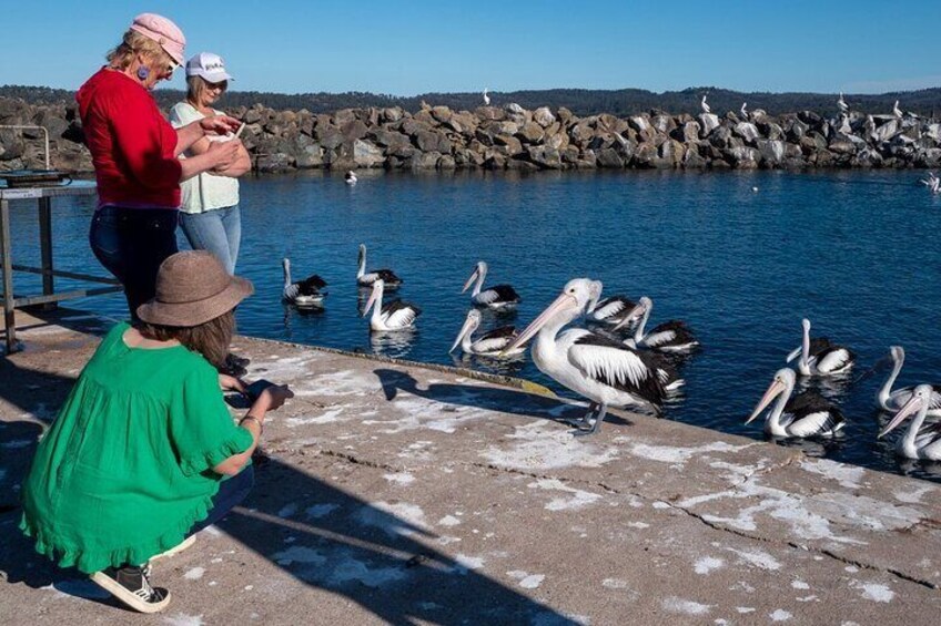 5hr Eden Tour in Nature; Beach, Lookout & National Park