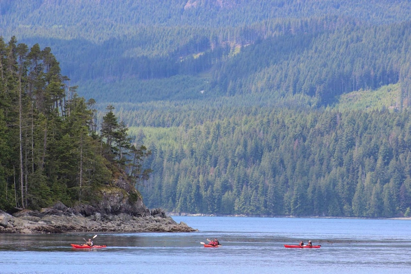 Picture 12 for Activity Campbell River: Kayaking and Whale Watching Tour