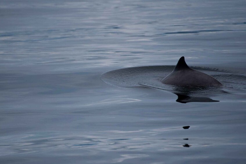 Picture 4 for Activity Campbell River: Kayaking and Whale Watching Tour