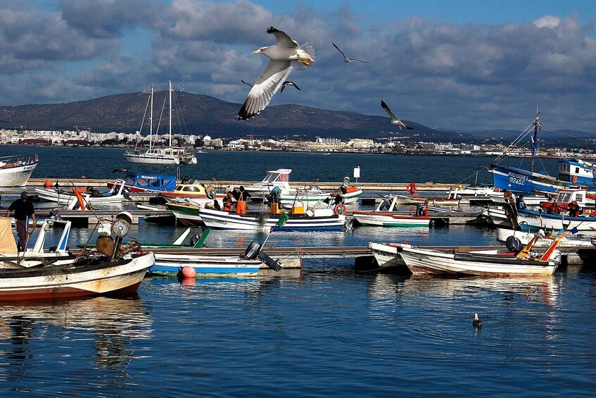 Picture 3 for Activity From Olhão: Ria Formosa & Culatra Island 3.5-Hour Boat Trip