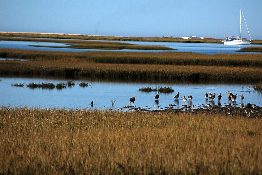 Picture 4 for Activity From Olhão: Ria Formosa & Culatra Island 3.5-Hour Boat Trip