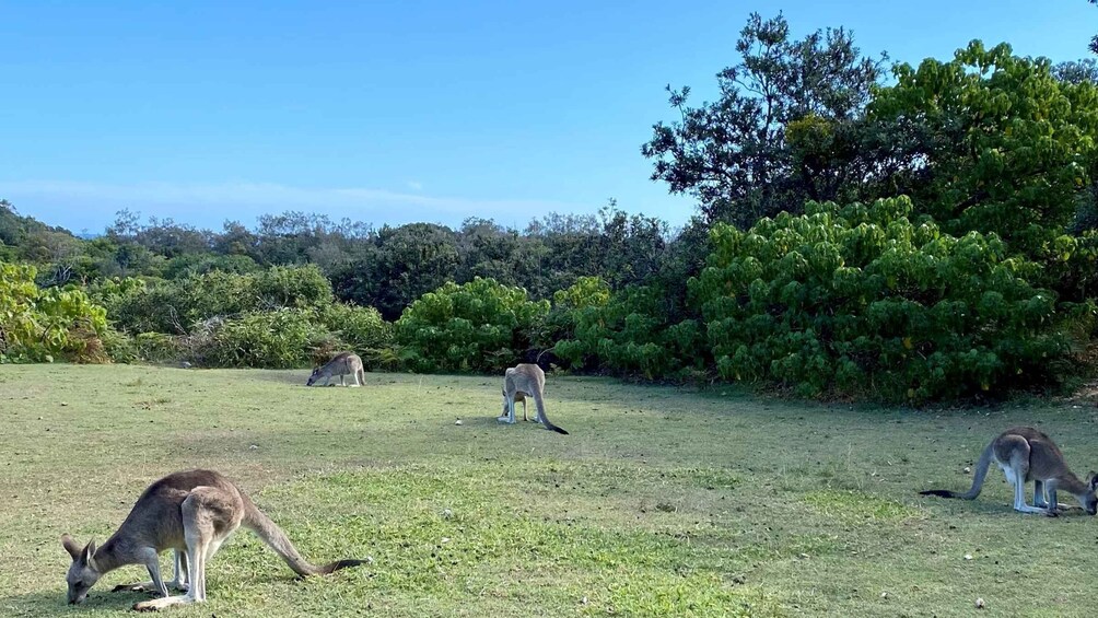 Picture 6 for Activity From Brisbane: North Stradbroke Island Day Trip with Sunset