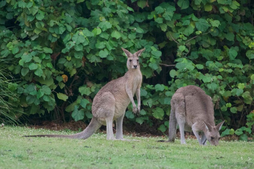 Picture 12 for Activity From Brisbane: North Stradbroke Island Wildlife Adventure