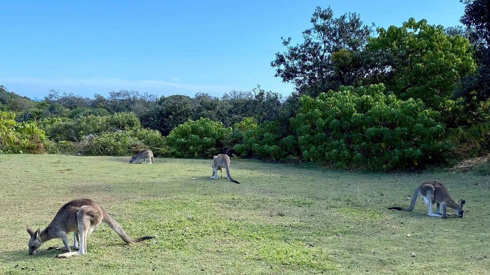 Picture 6 for Activity From Brisbane: North Stradbroke Island Wildlife Adventure