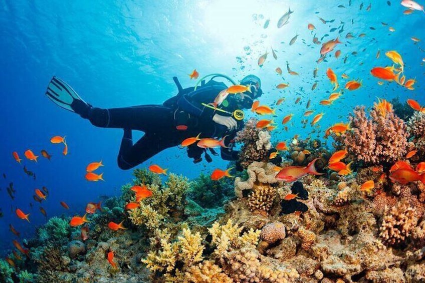 Fethiye Scuba Diving Experience By A Local Expert