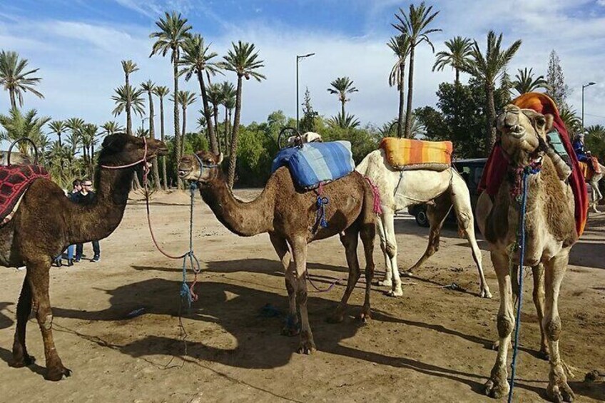 Fethiye Camel Riding Everyday 