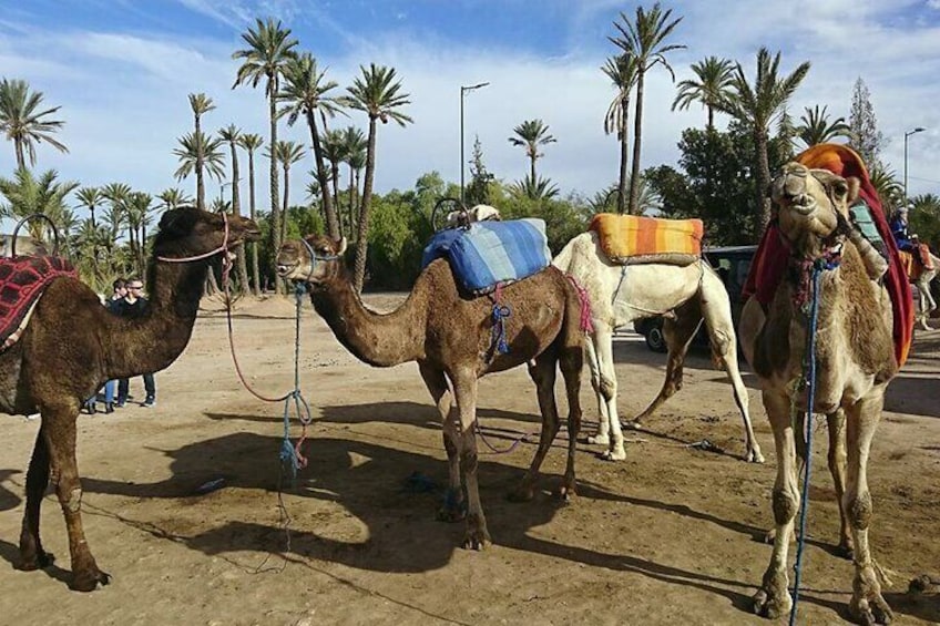 Fethiye Camel Riding Everyday